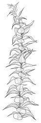 Cratoneuropsis relaxa, branch. Drawn from T.W.N. Beckett 471, CHR 621716, C.D. Meurk s.n., 27 Nov. 1970, CHR 481321, and T.W.N. Beckett 507, CHR 621717.
 Image: R.C. Wagstaff © Landcare Research 2014 